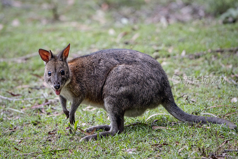 年轻的 Pademelon (Thylogale)